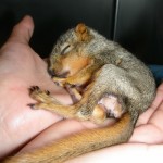 baby-squirrels-01