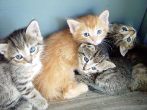 cute-kittens
