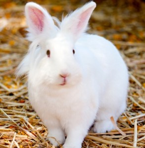 white bunny with mane 1