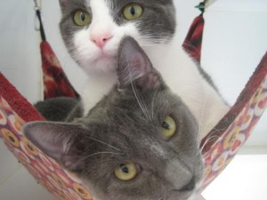 Cats in hammock