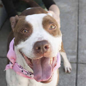 Mocha has been at OAS since February waiting for a home. Can you help? 