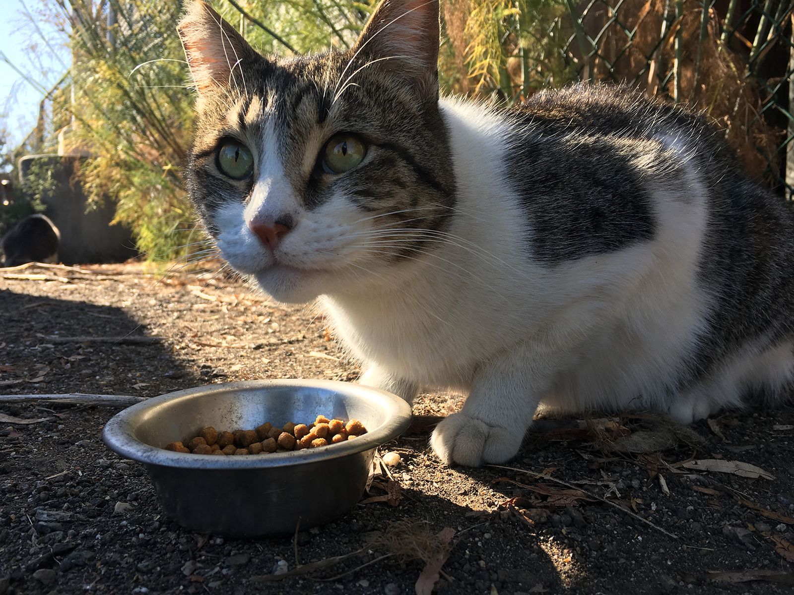 Free cat food outlet for feral cats